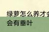 绿萝怎么养才会有垂叶 绿萝如何养才会有垂叶