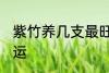 紫竹养几支最旺运 紫竹养多少支最旺运