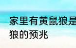 家里有黄鼠狼是什么兆头 家里有黄鼠狼的预兆