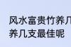 风水富贵竹养几支最旺运 风水富贵竹养几支最佳呢