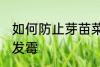 如何防止芽苗菜发霉 怎样防止芽苗菜发霉