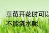 草莓开花时可以浇水吗 草莓开花时能不能浇水呢