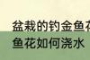 盆栽的钓金鱼花怎么浇水 盆栽的钓金鱼花如何浇水
