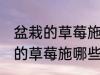 盆栽的草莓施什么肥好不要化肥 盆栽的草莓施哪些肥好不要化肥