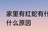 家里有红蛇有什么预兆 家里有红蛇是什么原因