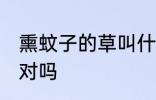 熏蚊子的草叫什么 驱蚊草也叫避蚊草对吗