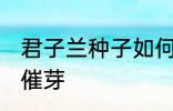 君子兰种子如何催芽 君子兰种子怎么催芽