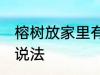 榕树放家里有什么说法 榕树放家里的说法
