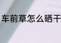 车前草怎么晒干 车前草怎么晒干保存