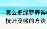 怎么把绿萝养得枝叶茂盛 把绿萝养得枝叶茂盛的方法