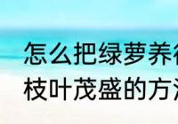 怎么把绿萝养得枝叶茂盛 把绿萝养得枝叶茂盛的方法