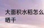 大面积水稻怎么晒干 大面积水稻如何晒干