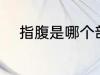 指腹是哪个部位 指腹是什么部位