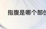 指腹是哪个部位 指腹是什么部位