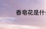 香皂花是什么 香皂花介绍
