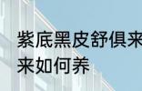 紫底黑皮舒俱来怎么养 紫底黑皮舒俱来如何养