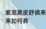 紫底黑皮舒俱来怎么养 紫底黑皮舒俱来如何养