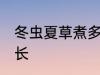 冬虫夏草煮多长时间 冬虫夏草煮的时长