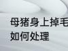 母猪身上掉毛怎么处理 母猪身上掉毛如何处理