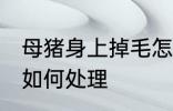 母猪身上掉毛怎么处理 母猪身上掉毛如何处理