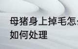 母猪身上掉毛怎么处理 母猪身上掉毛如何处理