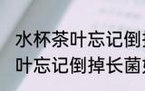 水杯茶叶忘记倒掉长菌怎么办 水杯茶叶忘记倒掉长菌如何清理