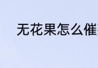 无花果怎么催熟 无花果如何催熟