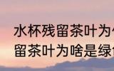 水杯残留茶叶为什么是绿色的 水杯残留茶叶为啥是绿色的呢