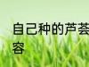 自己种的芦荟怎么美容 怎么用芦荟美容