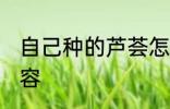 自己种的芦荟怎么美容 怎么用芦荟美容