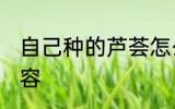 自己种的芦荟怎么美容 怎么用芦荟美容